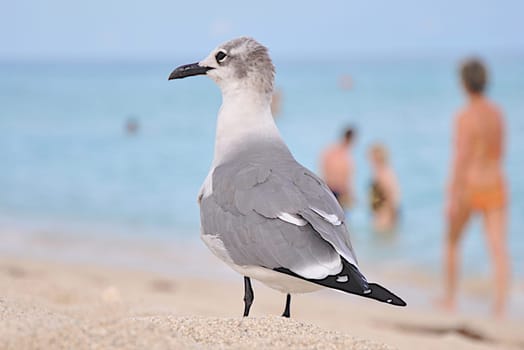 Seagull