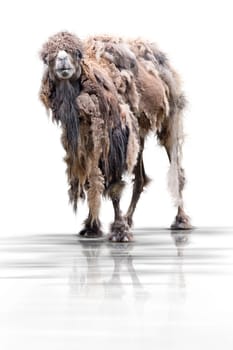 camel wd69