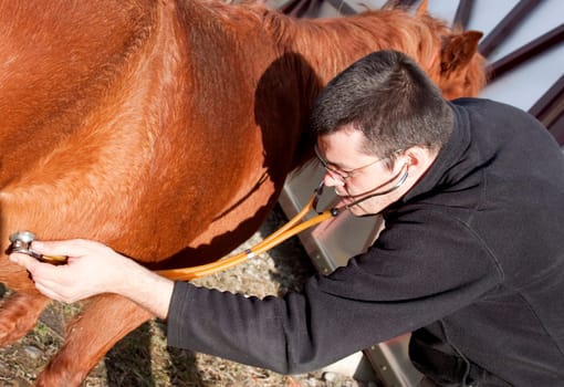 Vet examining horse