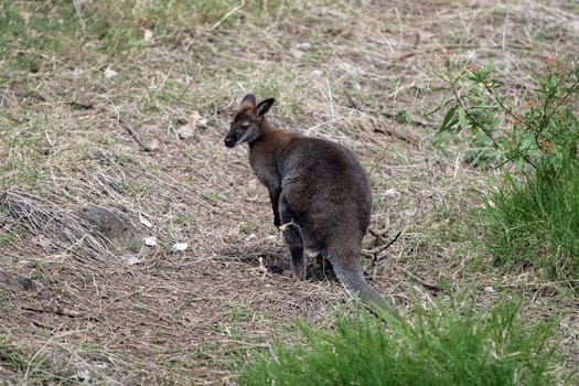 Kangaroo in nature