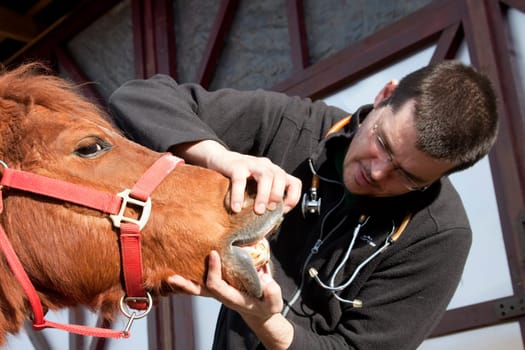 Vet examining horse