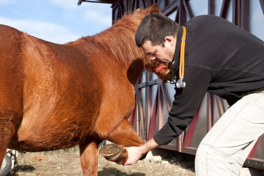 Vet examining horse