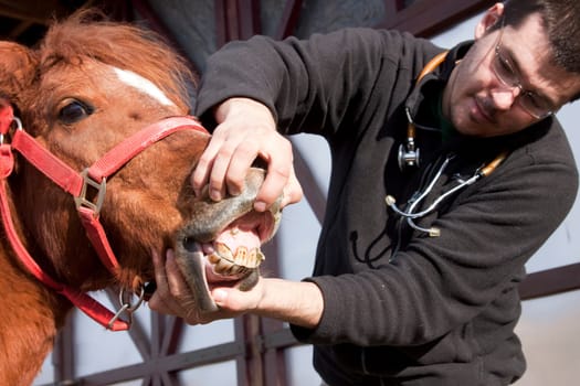 Vet examining horse