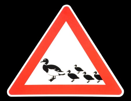 Beware - ducks cross the road!