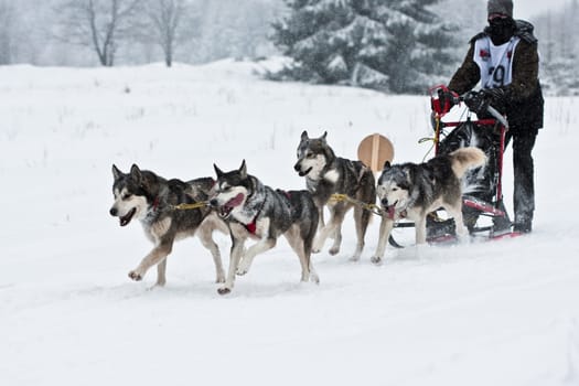 Huskies...