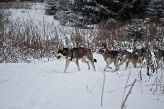 Huskies.......
