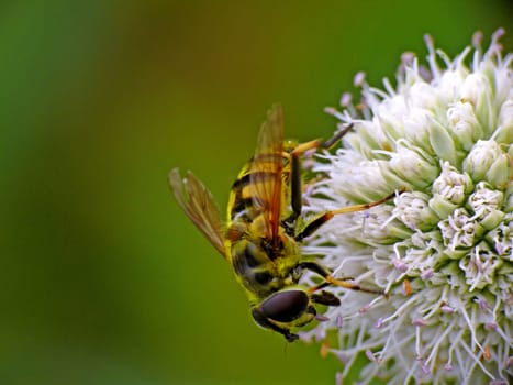 Hoverfly on thistle