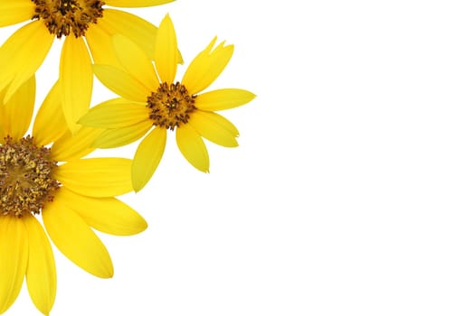 Sunflowers border