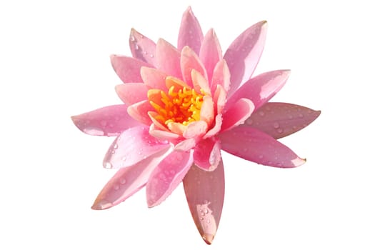 Water Lily on white background