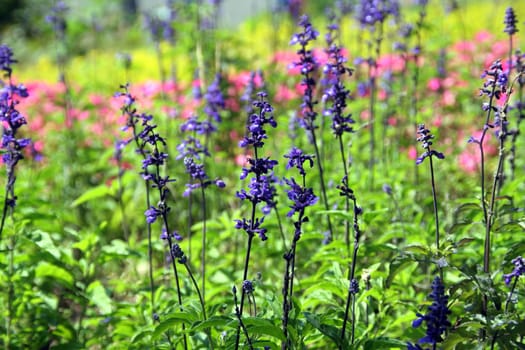 Lavender flowers