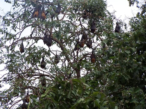Tree full of bats