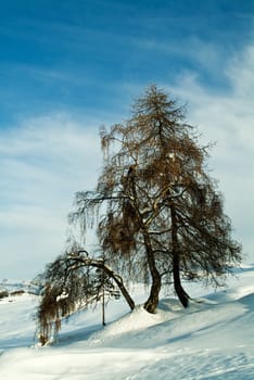 Tree in the snow