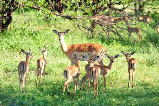 In the free-living herds of impalas in South Africa,a mother animal takes over the supervision of the young animals in rotation with others: a nursery. During this time,the other mothers can search for food undisturbed.