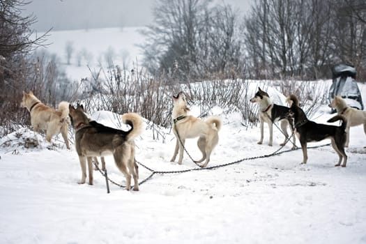 at the base camp..