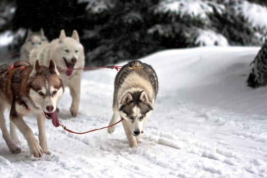 Final sprint...