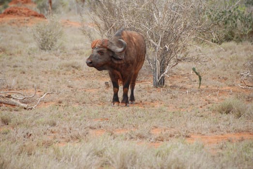 Water buffalo
