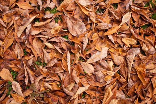 Autumn leaves