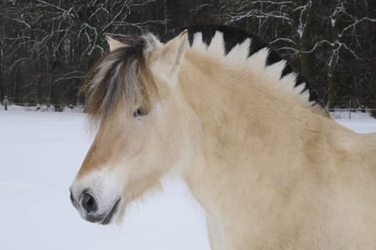 Fjord Horse