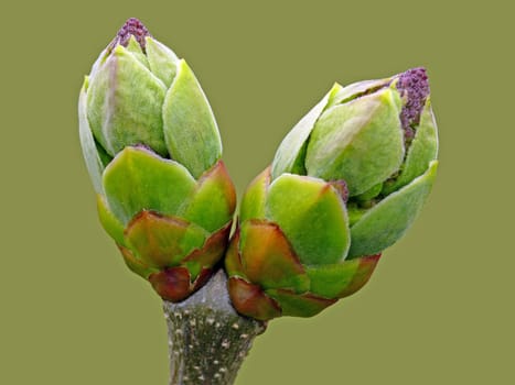 Syringa vulgaris Flower buds of the common lilac