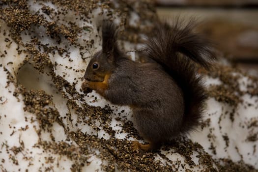 Squirrel