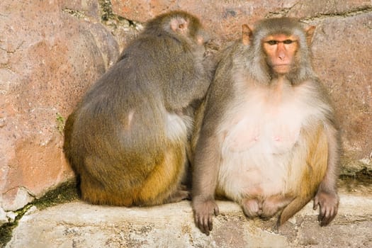 Two rhesus monkeys