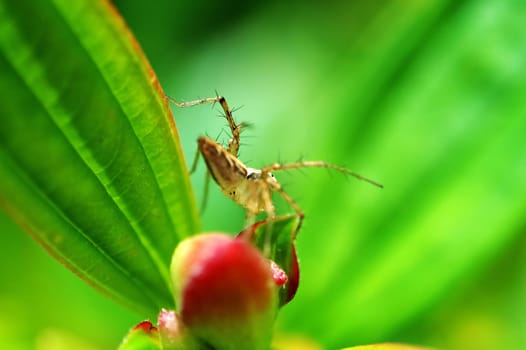 Lynx spider and flower