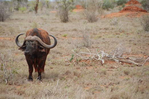 Water buffalo
