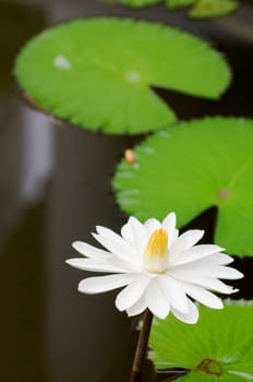 White water lilies