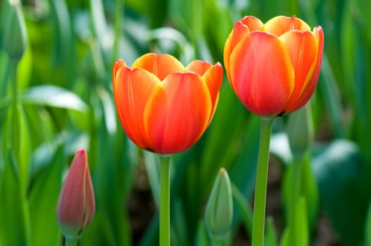 Tulip flowers