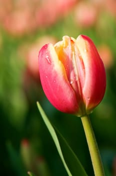 Single tulip flower