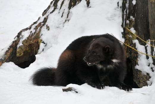 Wolverine in winter