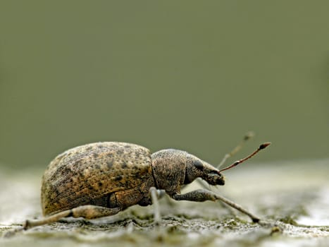 Variable Plum Weevil