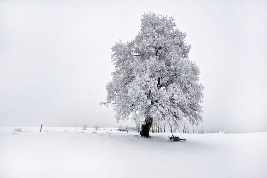 Winter magic......