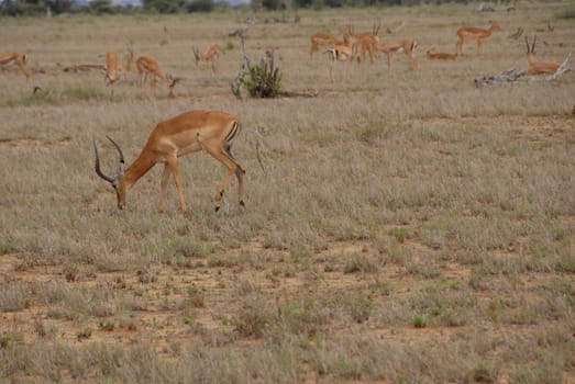 Gazelle