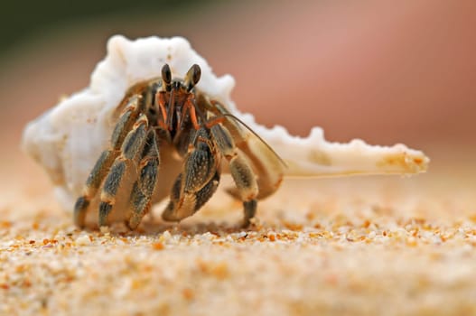 Hermit crab