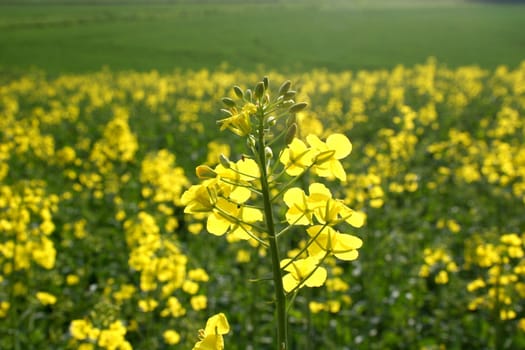 Rapeseed Field Detail Shot