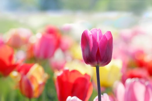 tulips
