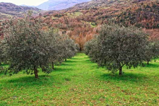 olive tree background
