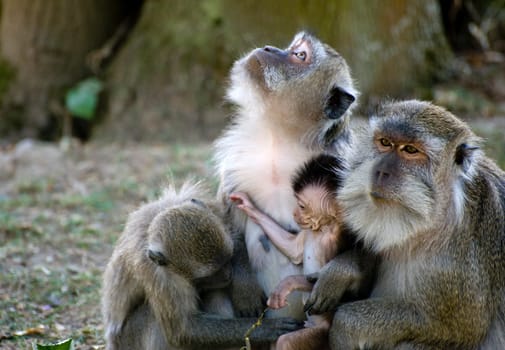 Monkey family