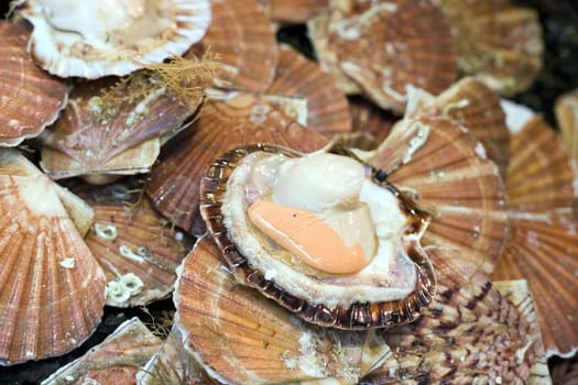 Scallops in the display of a shop
