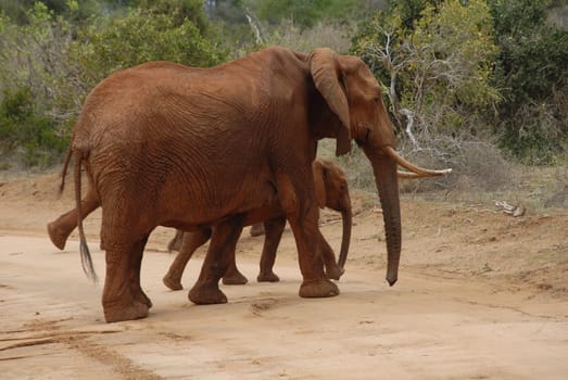 Elephant cow and cub