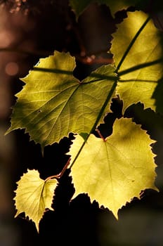 grapevine in the back lighting