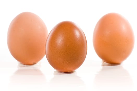 Eggs wd424