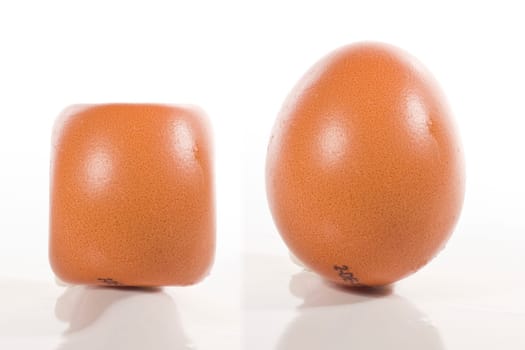 Eggs wd425