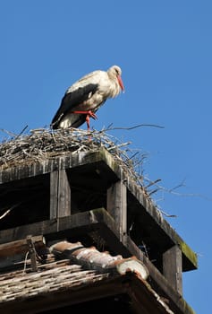 Recorded in the Spreewald