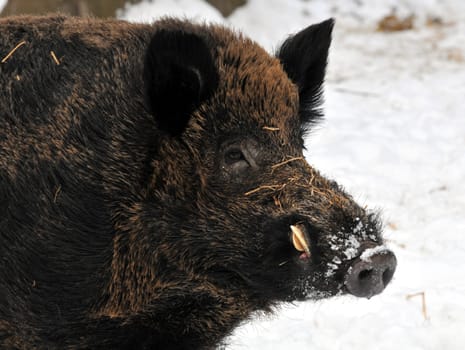 Boar in the snow