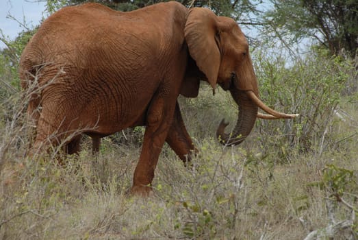 Elephant