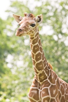 Baby giraffe looking