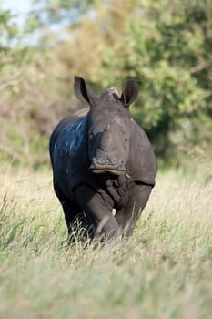 White Rhino Baby