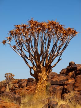 Quiver tree in Namibia
